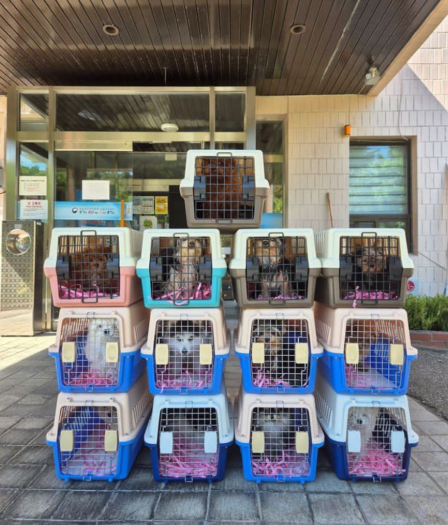 New dog shelters and cages